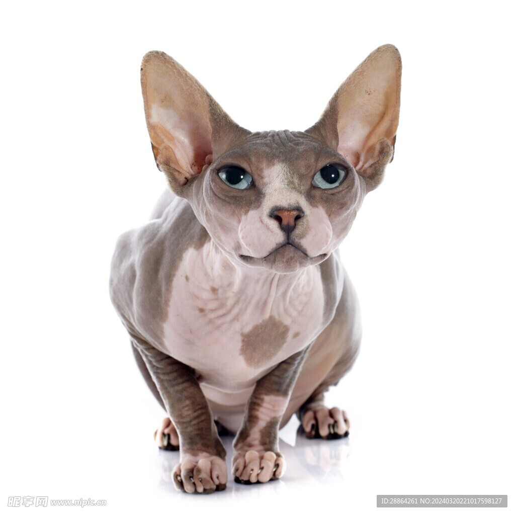 猫猫