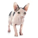 猫猫