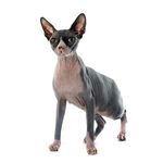 猫猫