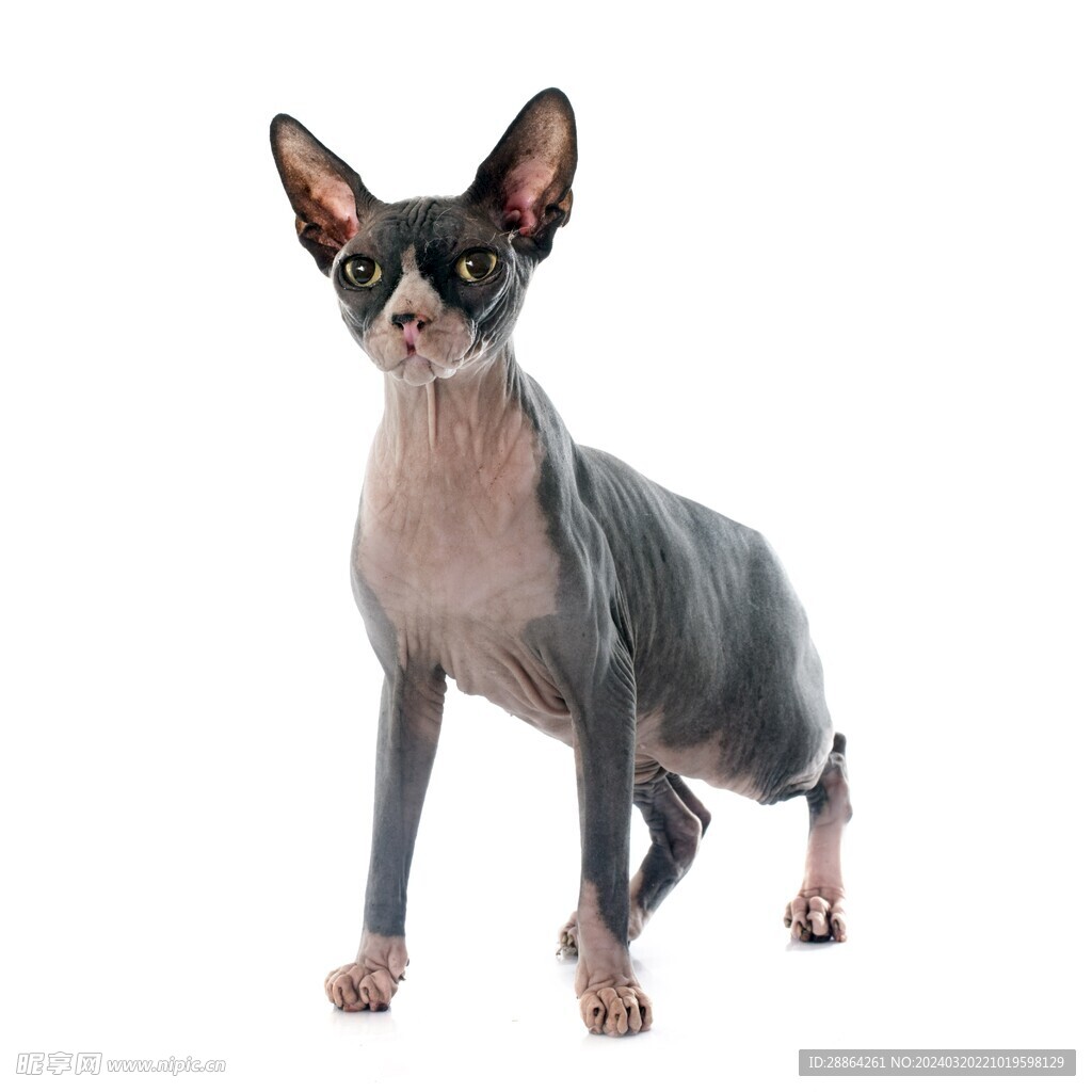 猫猫