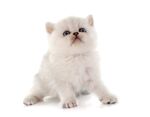 猫猫