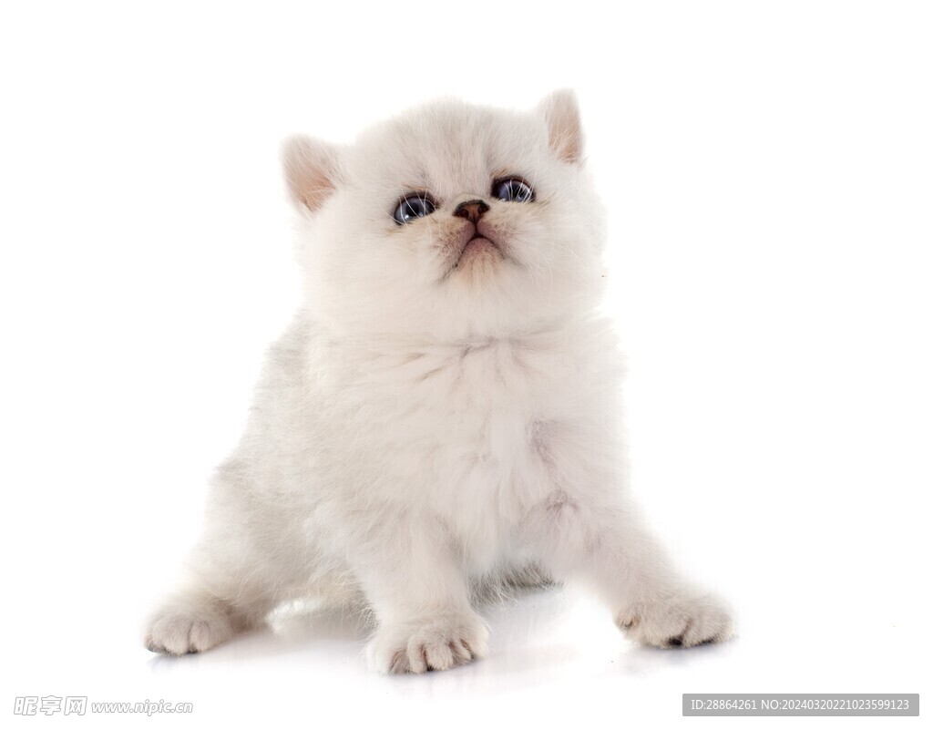 猫猫