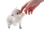 猫猫