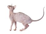 猫猫