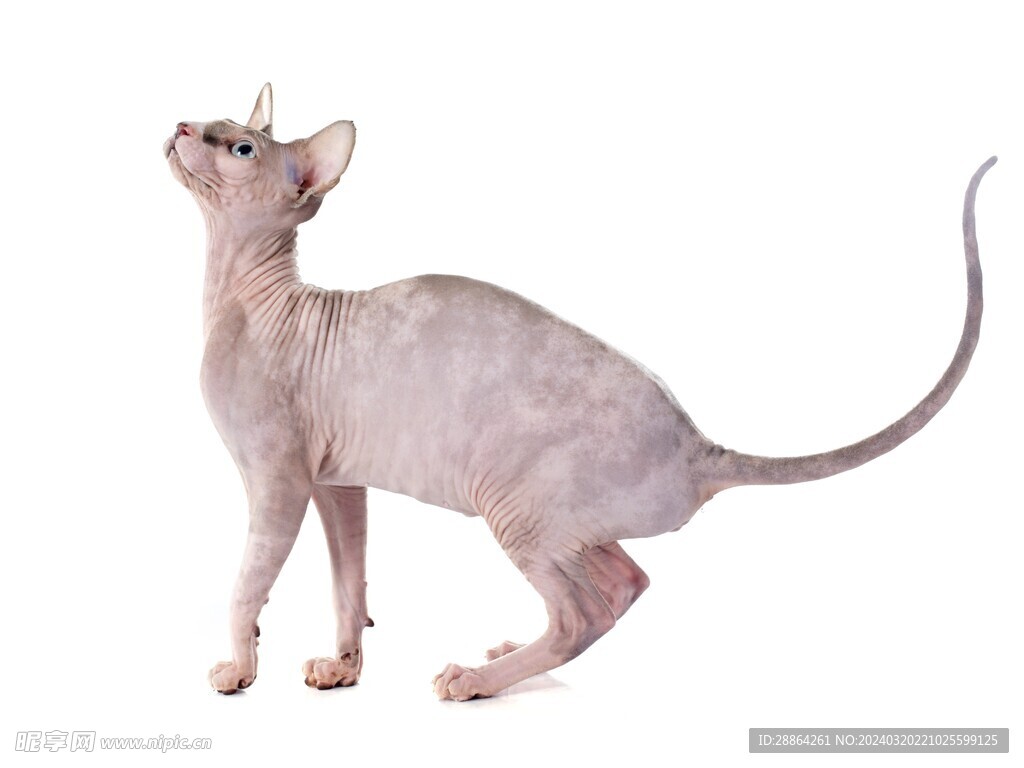 猫猫