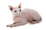 猫猫