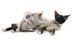猫猫