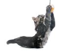 猫猫