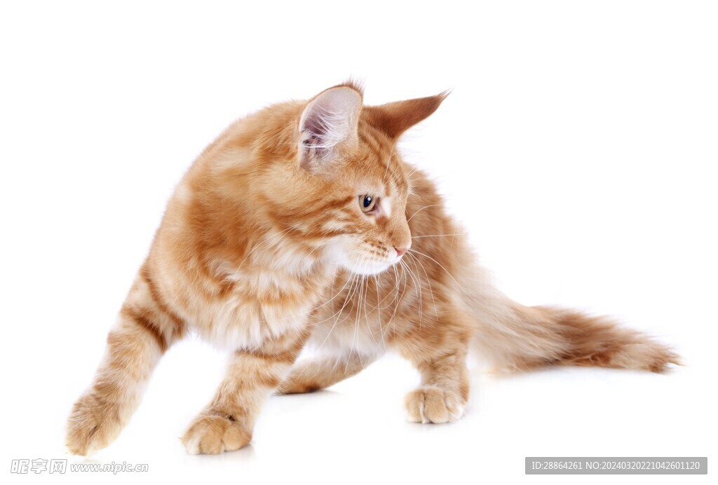 猫猫
