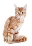 猫猫