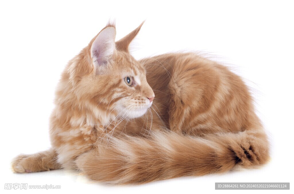 猫猫