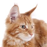 猫猫
