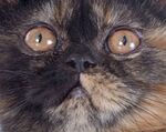 猫猫