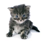 猫猫