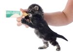 猫猫