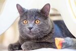 猫猫