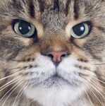 猫猫