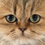 猫猫