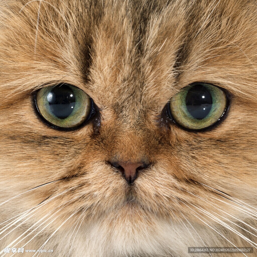 猫猫