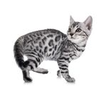 猫猫