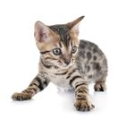 猫猫