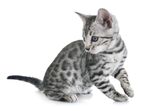 猫猫