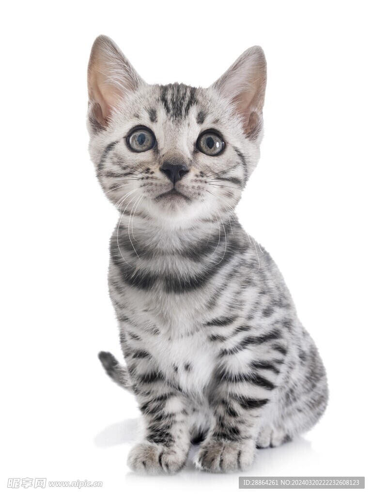 猫猫