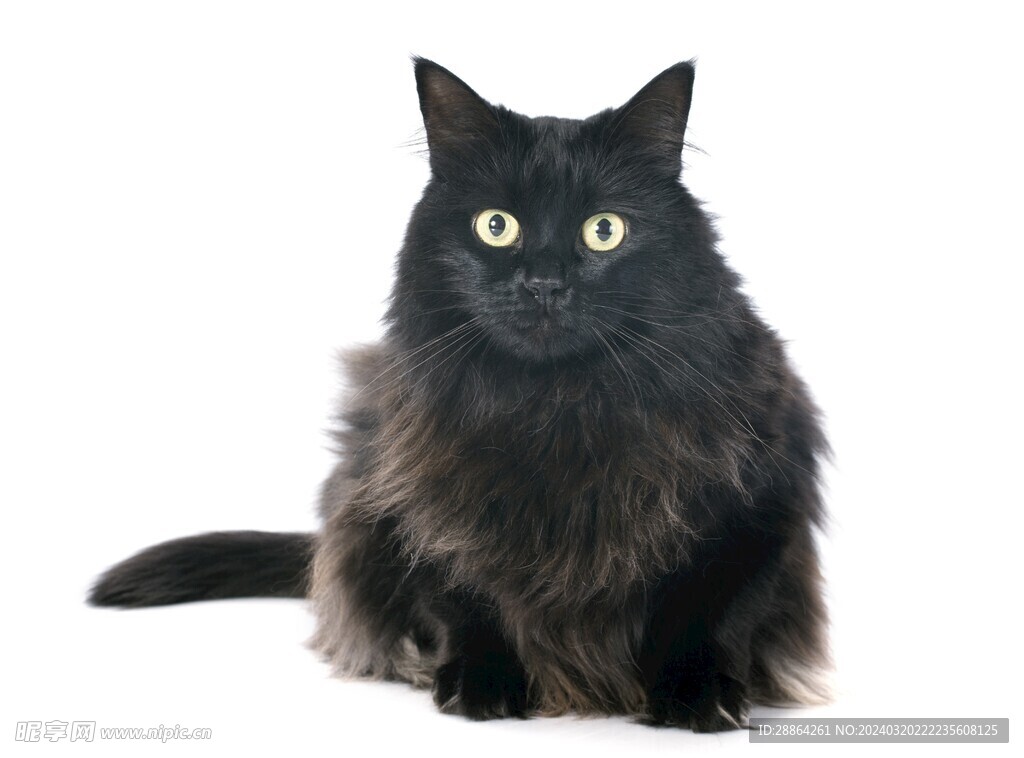 猫猫