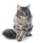 猫猫