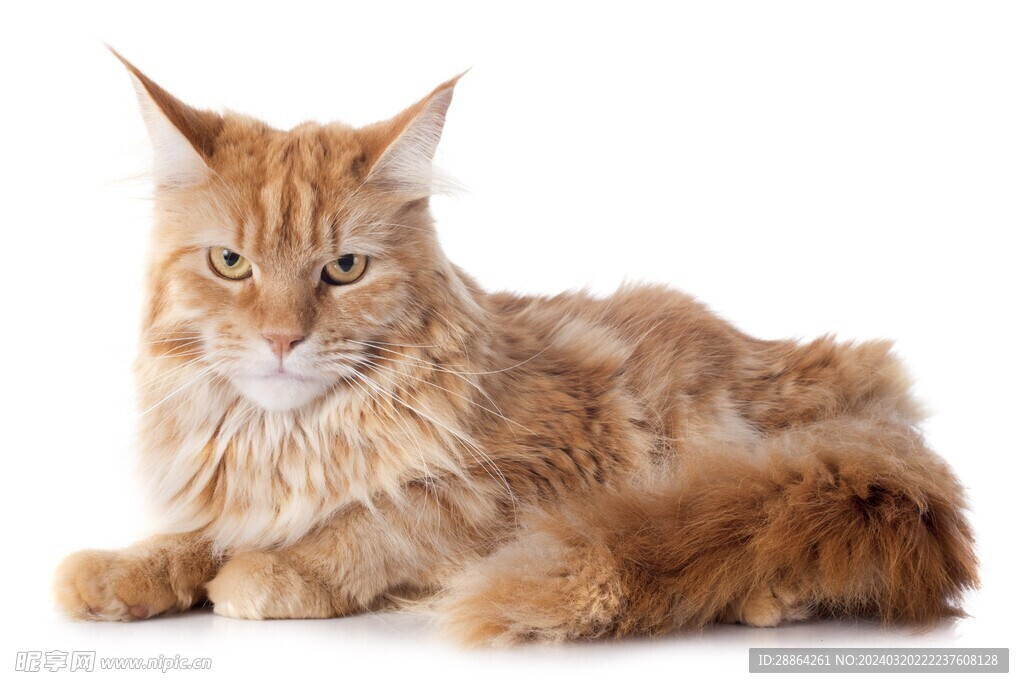 猫猫