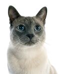 猫猫