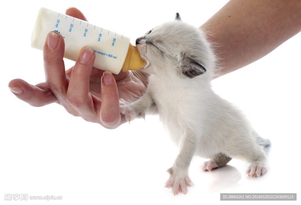 猫猫