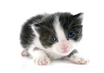 猫猫
