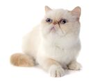 猫猫