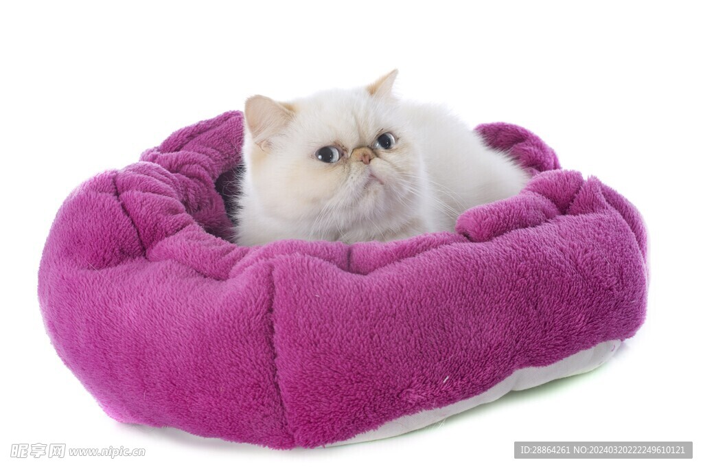 猫猫