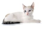 猫猫