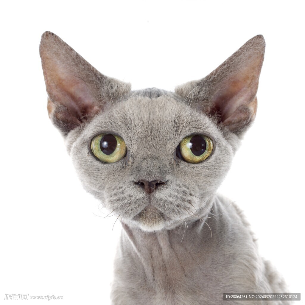 猫猫
