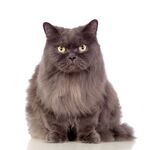 猫猫