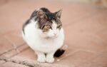 猫猫