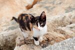猫猫