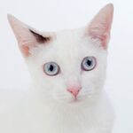 猫猫