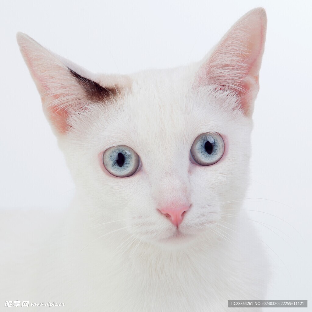 猫猫
