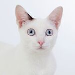 猫猫