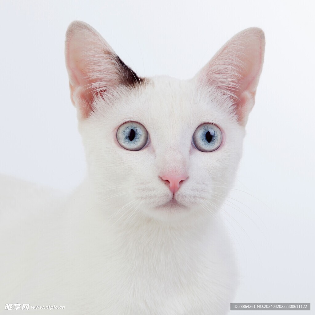 猫猫