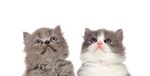 猫猫