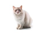 猫猫