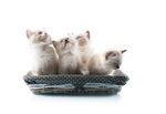 猫猫