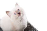 猫猫
