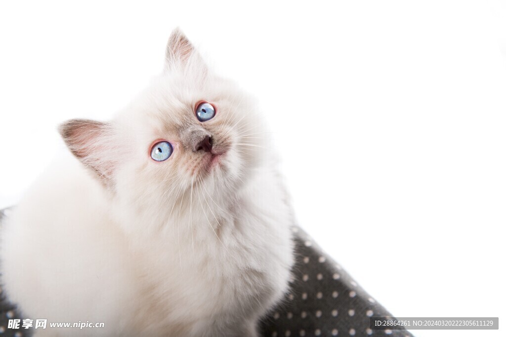 猫猫