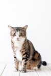 猫猫